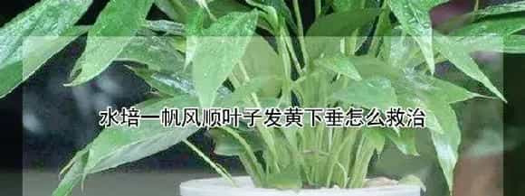 水培一帆风顺叶子发黄下垂怎么救治