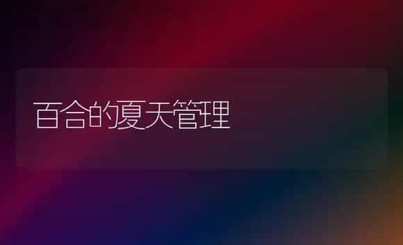 百合的夏天管理 | 家庭养花