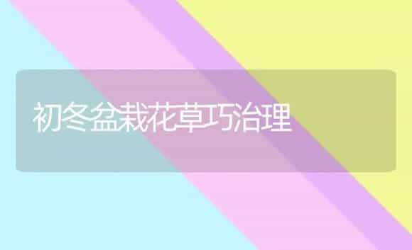 初冬盆栽花草巧治理 | 家庭养花