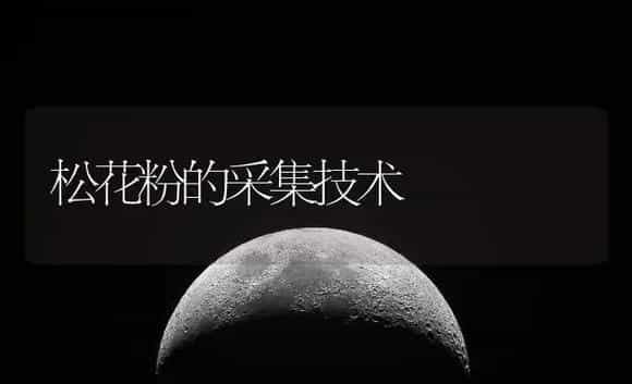 松花粉的采集技术 | 药材种植
