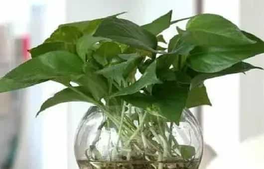 水培花卉为什么要换水洗根?换水洗根的方法是什么?