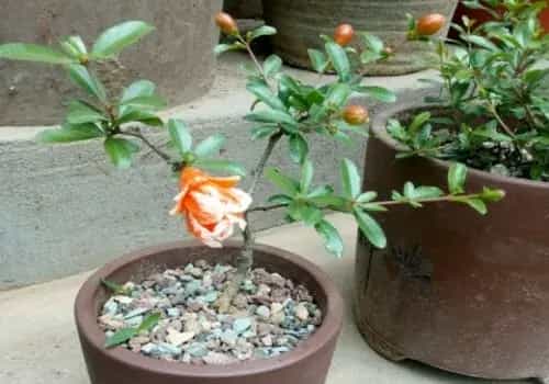 花卉果蔬盆景 | 石榴是先长叶还是先开花