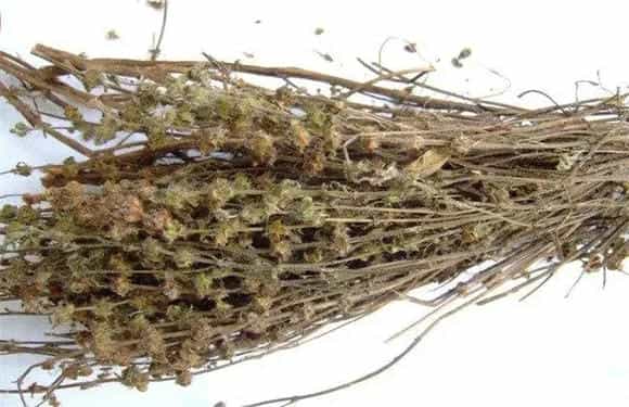 荆芥栽培管理对策