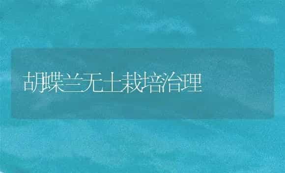 马蹄莲冬天催花管理要点 | 家庭养花