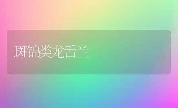 斑锦类龙舌兰 | 家庭养花