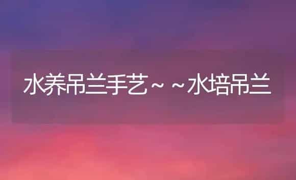 水养吊兰手艺～～水培吊兰 | 家庭养花