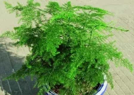 盆栽施肥 | 盆栽文竹怎么施肥