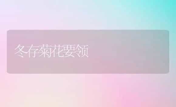 冬存菊花要领 | 家庭养花