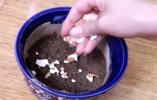 盆栽施肥 | 幸福树可以上鸡蛋当肥料吗