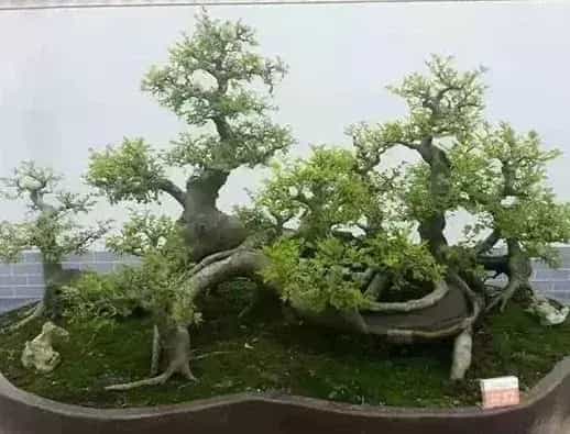 盆景养护管理 | 冬季盆景防冻方法