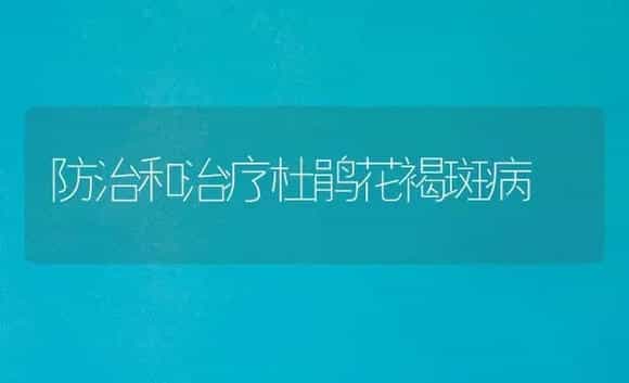 防治和治疗杜鹃花褐斑病 | 家庭养花