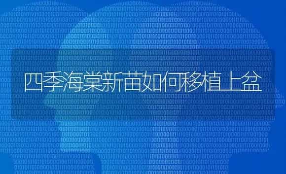 四季海棠新苗如何移植上盆 | 特种种植