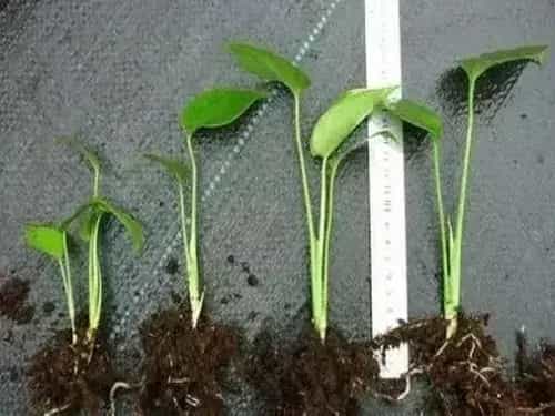 盆栽育苗 | 瓜叶菊的繁殖方法