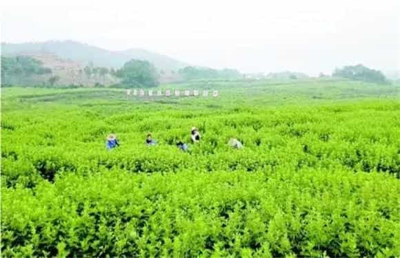 怎样栽培艾草才好