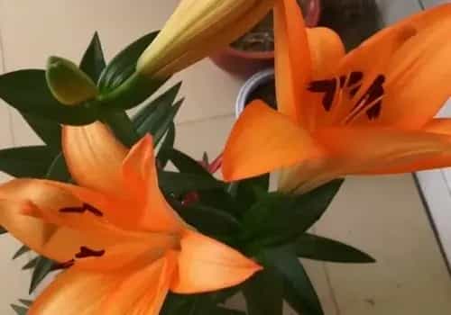 盆景养护管理 | 百合花开完之后如何打理
