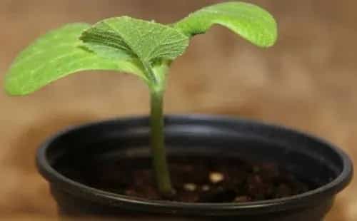 花卉果蔬盆景 | 适合秋季种植的花卉有哪些