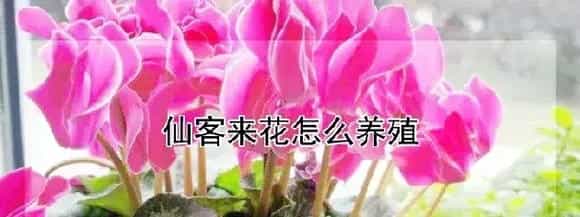 仙客来花怎么养殖
