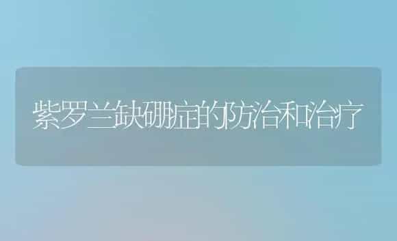 紫罗兰缺硼症的防治和治疗 | 家庭养花