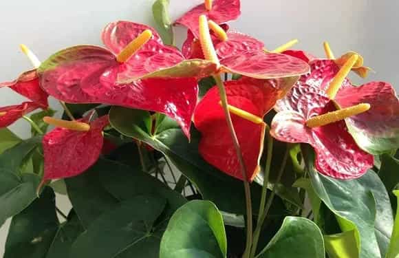 水培红掌冬季怎么养