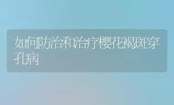 如何防治和治疗樱花褐斑穿孔病 | 家庭养花