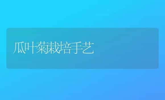 瓜叶菊栽培手艺 | 家庭养花