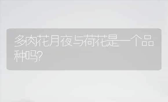 多肉花月夜与荷花是一个品种吗？ | 多肉养殖