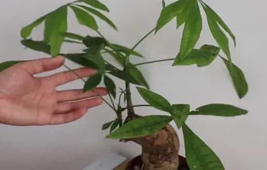 盆景养护管理 | 发财树冬天黄叶枯萎怎么办