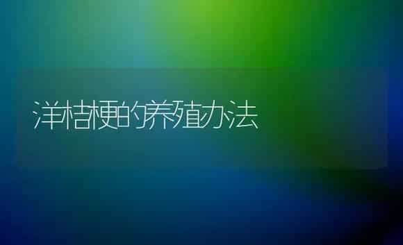 洋桔梗的养殖办法 | 家庭养花