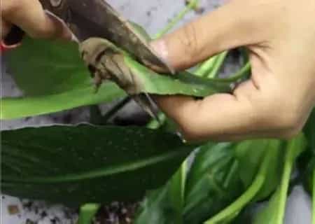 盆栽修剪 | 盆栽白掌怎么修剪