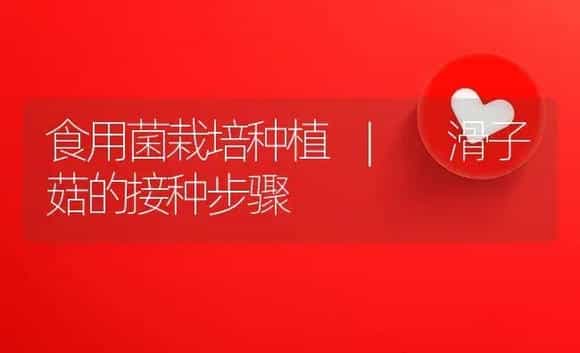 滑子菇的接种步骤 | 菌菇种植