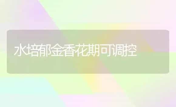 水培郁金香花期可调控 | 家庭养花