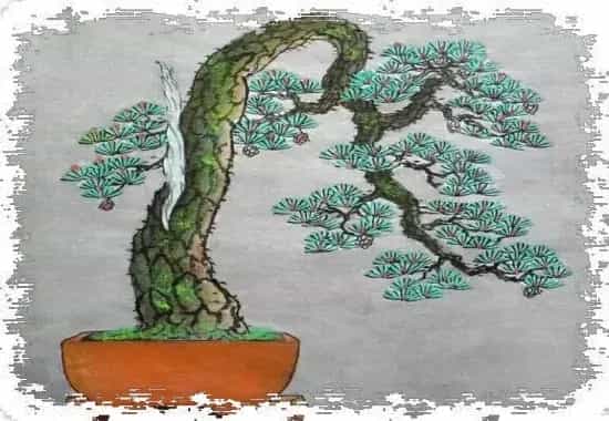 盆景知识 | 盆景创作的设计手法