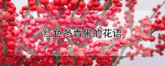 红色冬青果的花语
