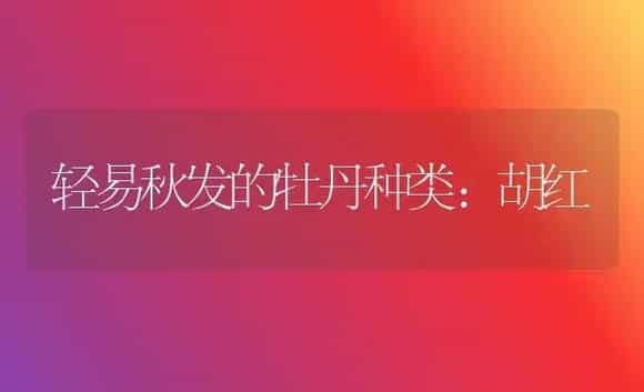 轻易秋发的牡丹种类：胡红 | 家庭养花
