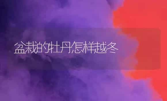盆栽的牡丹怎样越冬 | 家庭养花