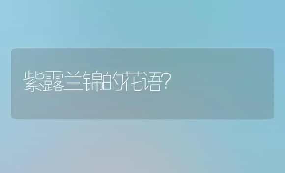 紫露兰锦的花语？ | 绿植常识