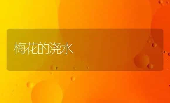 梅花的浇水 | 家庭养花
