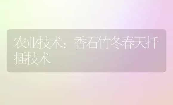 农业技术:香石竹冬春天扦插技术 | 家庭养花