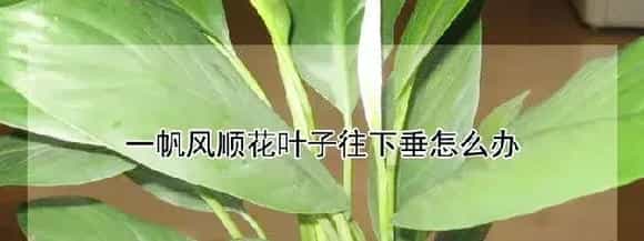 一帆风顺花叶子往下垂怎么办