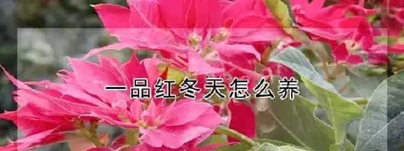 一品红冬天怎么养