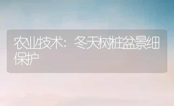 农业技术:冬天树桩盆景细保护 | 家庭养花