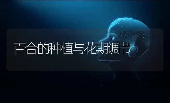 百合的种植与花期调节 | 特种种植