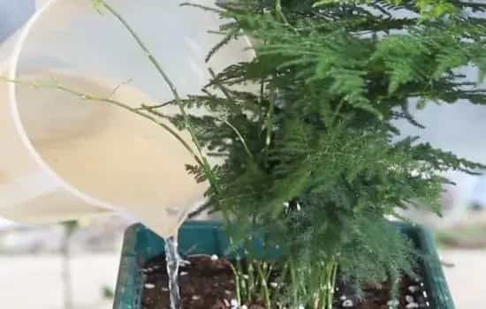 盆栽施肥 | 文竹快速生根粉怎么用 掌握正确用法促根才有效