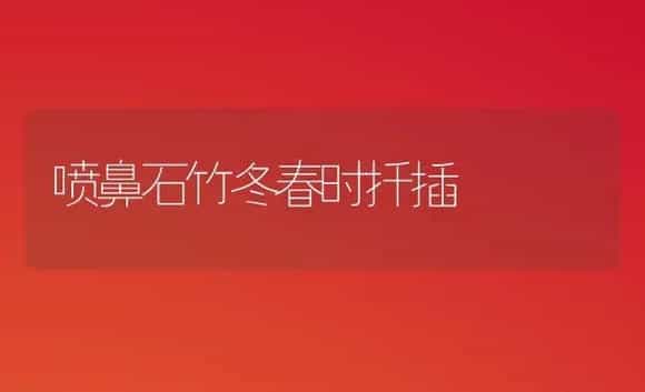 喷鼻石竹冬春时扦插 | 家庭养花
