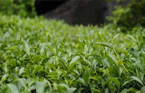 茶叶栽培的小心事项