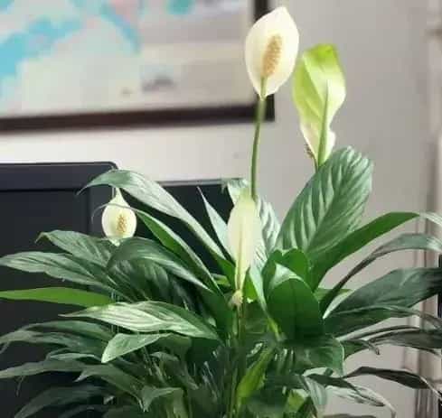 散尾葵开花寓意