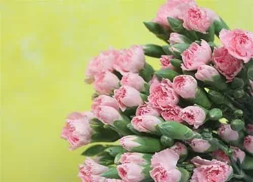 粉色康乃馨花语代表什么意思？