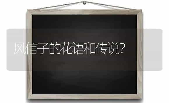 风信子的花语和传说？ | 绿植常识