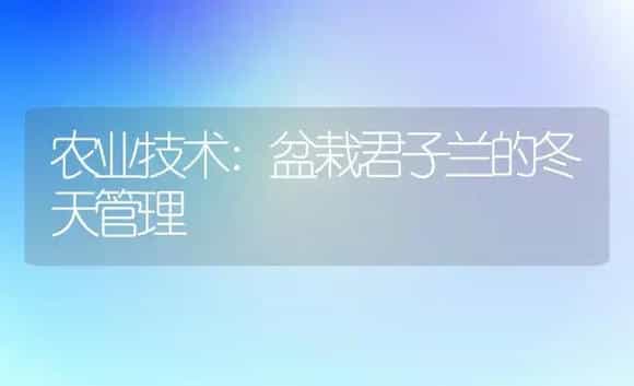 农业技术:盆栽君子兰的冬天管理 | 家庭养花
