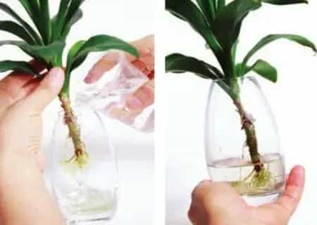盆栽浇水 | 水培植物换水步骤介绍